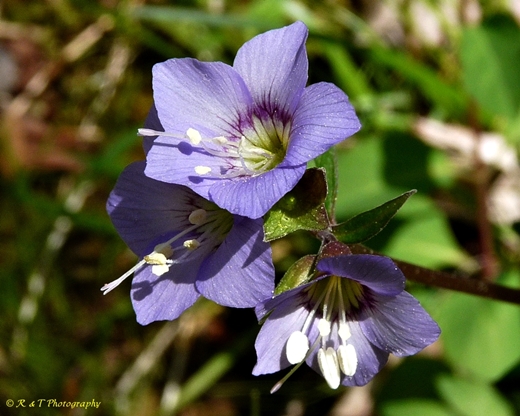 {Polemonium reptans}